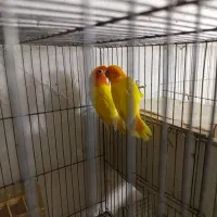 کوتوله مولد