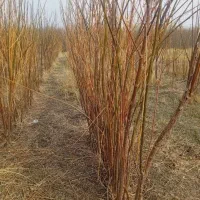 نهال میوه. و درختان غیر مثمر... فرصت ویژه تخفیفی