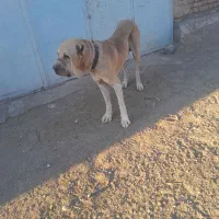 سگ الابای سرکله دار|سگ|سبزوار, ابارش|دیوار