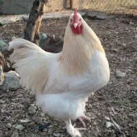 فروش یا (معاوضه )۳ عددمرغ برهماو۱ عدد خروس اصیل