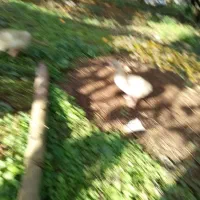 جوجه غاز  بیست روزه