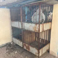 قفس فنس کفتر خروس لاری