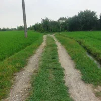 شالیزار-رودخانه-ابخور-برکوچه-اصلی