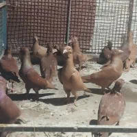 کبوتر سرخ و زرد خارجی|پرنده|برازجان, |دیوار