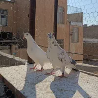 یک جفت کفتر پرشی