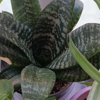 گل طبیعی|گل و گیاه طبیعی|شیراز, کوشک میدان|دیوار