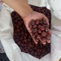 عناب، و حبه عناب قائنات|خوردنی و آشامیدنی|قم, شهرک امام حسین|دیوار