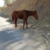 کره اسب فروشی|اسب و تجهیزات اسبسواری|دزپارت, |دیوار