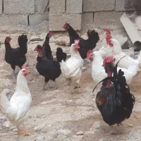 مرغ و خروس محلی اصل