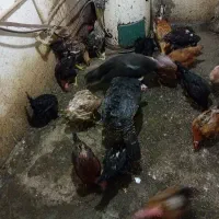 مرغ و خروس (بالغ نیمچه جوجه)