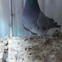 کبوتر ماده فیروزه شیرین پر