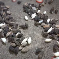 بلدرچین ۱۰روزه وبالغ|حیوانات مزرعه|رودسر, |دیوار