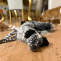 سگ اشپیتز خانگلی