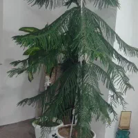گل مطبخ|گل و گیاه طبیعی|زنجان, |دیوار