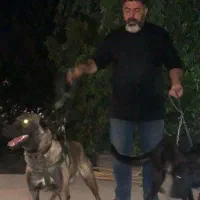 سگ مالینویز نر وارداتی  آماده جهت کشش جفت گیری