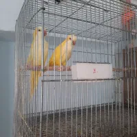 راهب لوتینو کارداده زمانتی