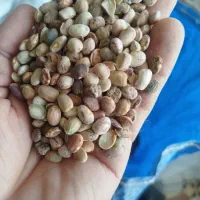 لوبیا چیتی آشی