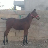 کره مادیان نوه سیوان فیضی بوکان|اسب و تجهیزات اسبسواری|میاندوآب, |دیوار