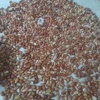 سنجد|خوردنی و آشامیدنی|تهران, بلوار کشاورز|دیوار