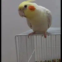 عروس هلندی ماده