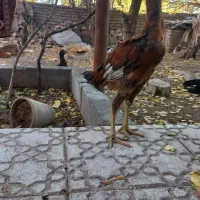 جوجه خروس لاری افغان