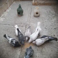تعدادی۸ کبوتر ماده دورگ ورنگی