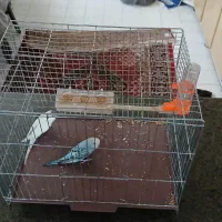 مرغ عشق با قفس