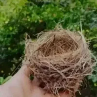 قناری درجه یک   تمیز  فروش فوری