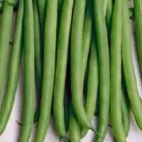 بذر لوبیا سبز