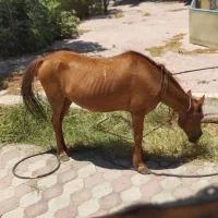 مادیان یورقه اصیل -سواری نرم ، سالم و آرام|اسب و تجهیزات اسبسواری|تربت جام, میان جام|دیوار