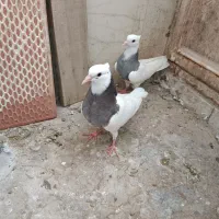 طوقی مفلق الماسی