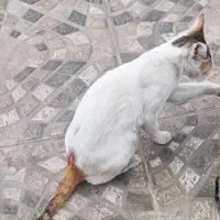 گربه گمشده  ۴ ملیون مژدگانی