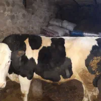 گوساله سوپر گوشت