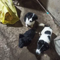 واگذاری توله قدرجونی