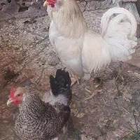 مرغ و خروس فروشی