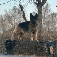 گمشده ژرمن ماده