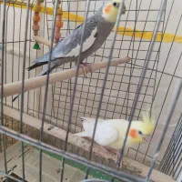 عروس هلندی مولد