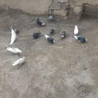 کبوتر|پرنده|گرمادوز, |دیوار