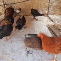 تعدادی مرغ محلی بفروش میرسد|حیوانات مزرعه|کازرون, |دیوار