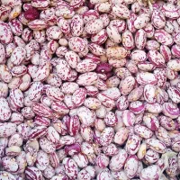 لوبیای درجه یک چیتی 450کیلو فقط تماس بگیرید|حراج|سراب, |دیوار