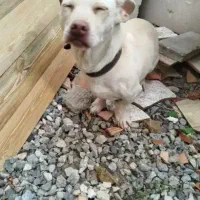 سگ پاکوتاه فروشی|سگ|گرگان, |دیوار