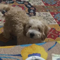 سگ شیتزو تریر نر ماده|سگ|کاشان, میدان کهنه|دیوار