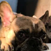 فرنچ بولداگ نر اصیل