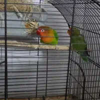 طوطی کوتوله برزیلی|پرنده|رودسر, |دیوار