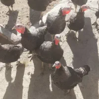 فروش بوقلمون در چالدران