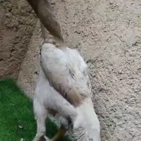 اوشامو لاری جوجه(مراغه)|حیوانات مزرعه|تبریز, |دیوار