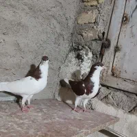 کبوتر  پرشی