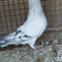 انواع کبوتر