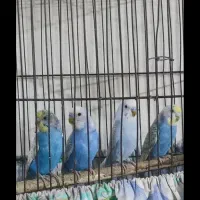 مرغ عشق