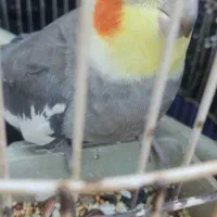 عروس هلندی نر|پرنده|بندر گناوه, |دیوار